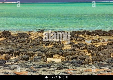 Blick auf Stromatolitenformationen, die älteste Lebensform, die am Hamelin Pool in Shark Bay, Westaustralien, Felsformationen ähnelt. Stockfoto