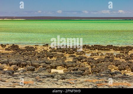 Blick auf Stromatolitenformationen, die älteste Lebensform, die am Hamelin Pool in Shark Bay, Westaustralien, Felsformationen ähnelt. Stockfoto