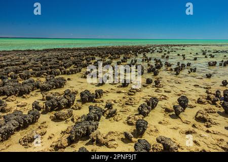 Blick auf Stromatolitenformationen, die älteste Lebensform, die am Hamelin Pool in Shark Bay, Westaustralien, Felsformationen ähnelt. Stockfoto