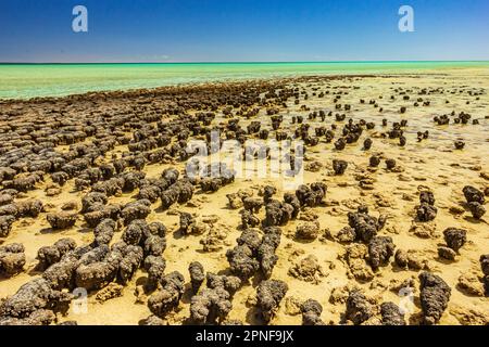 Blick auf Stromatolitenformationen, die älteste Lebensform, die am Hamelin Pool in Shark Bay, Westaustralien, Felsformationen ähnelt. Stockfoto