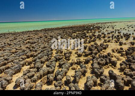 Blick auf Stromatolitenformationen, die älteste Lebensform, die am Hamelin Pool in Shark Bay, Westaustralien, Felsformationen ähnelt. Stockfoto