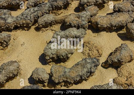 Stromatoliten, die älteste Lebensform der Erde im flachen Wasser des Hamelin-Pools in Shark Bay, Westaustralien, Australien. Stockfoto