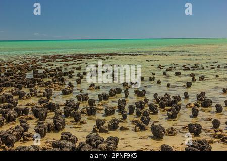 Blick auf Stromatolitenformationen, die älteste Lebensform, die am Hamelin Pool in Shark Bay, Westaustralien, Felsformationen ähnelt. Stockfoto