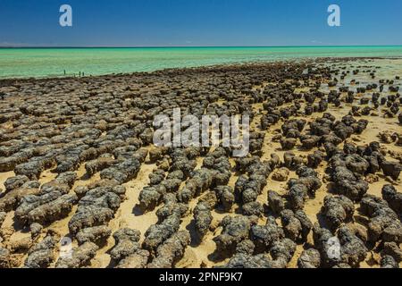 Blick auf Stromatolitenformationen, die älteste Lebensform, die am Hamelin Pool in Shark Bay, Westaustralien, Felsformationen ähnelt. Stockfoto