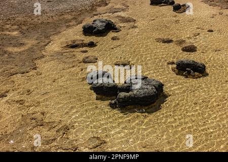 Stromatoliten, die älteste Lebensform der Erde im flachen Wasser des Hamelin-Pools in Shark Bay, Westaustralien, Australien. Stockfoto