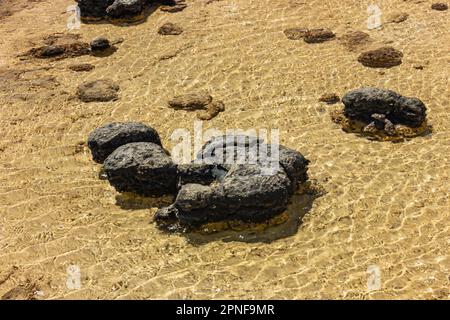 Stromatoliten, die älteste Lebensform der Erde im flachen Wasser des Hamelin-Pools in Shark Bay, Westaustralien, Australien. Stockfoto