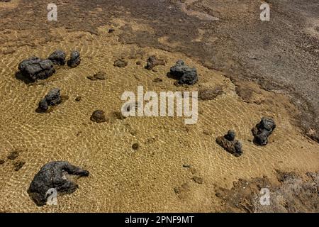 Stromatoliten, die älteste Lebensform der Erde im flachen Wasser des Hamelin-Pools in Shark Bay, Westaustralien, Australien. Stockfoto