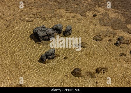 Stromatoliten, die älteste Lebensform der Erde im flachen Wasser des Hamelin-Pools in Shark Bay, Westaustralien, Australien. Stockfoto