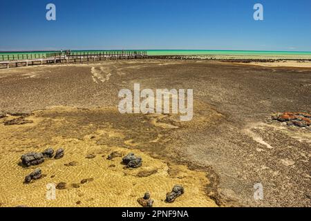 Blick auf den Hamelin-Pool bei Ebbe mit Stromatoliten in der Shark Bay in Westaustralien, Australien. Stockfoto