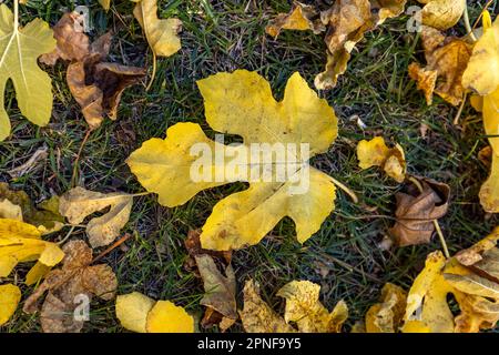 Herbstfeigenblätter liegen auf dem Boden Stockfoto