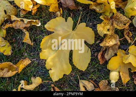 Herbstfeigenblätter liegen auf dem Boden Stockfoto