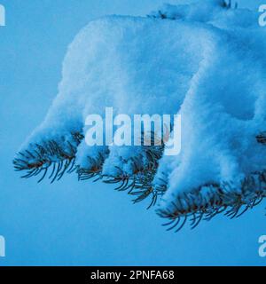 Detail von frischem Schnee auf Kiefern Stockfoto