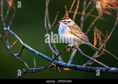 Chipping sparrow im Frühjahr Stockfoto