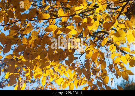 An einem Herbstnachmittag in New England leuchten gelbe Buchenblätter in der Sonne Stockfoto