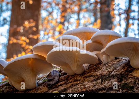 Eine Ansammlung Austernpilze, die sowohl köstlich essbar als auch medizinisch sind. Stockfoto