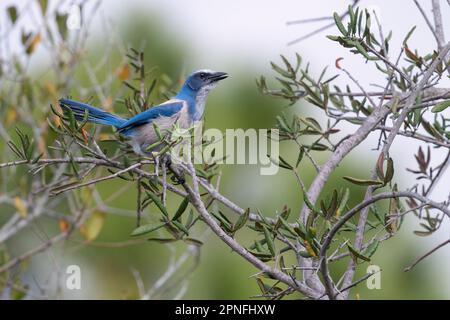 Der vom Aussterben bedrohte Florida Scrub jay erhebt sich auf einem Zweig, der im Helen & Allan Cruickshank Sanctuary in ROCKLEDGE, Florida, zu sehen ist. Stockfoto