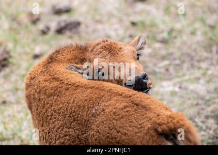 Ein Red Dog auf der Terry Bison Ranch, Wyoming Stockfoto