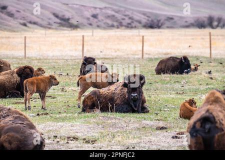 American Bison auf der Terry Bison Ranch, Wyoming Stockfoto