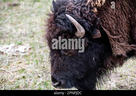 American Bison auf der Terry Bison Ranch, Wyoming Stockfoto