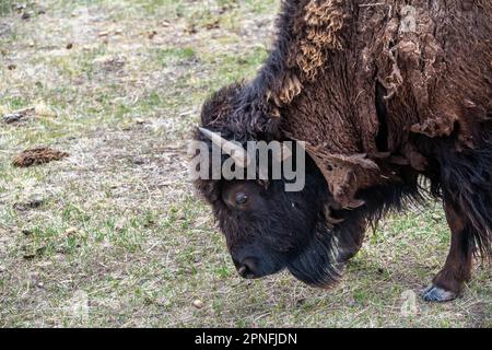 American Bison auf der Terry Bison Ranch, Wyoming Stockfoto