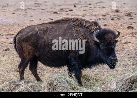 American Bison auf der Terry Bison Ranch, Wyoming Stockfoto