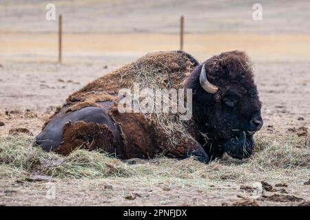 American Bison auf der Terry Bison Ranch, Wyoming Stockfoto