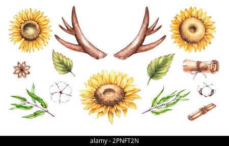 Sonnenblumen-Set, Baumwolle, Geweih im Vintage-Stil auf weißem Hintergrund. Isolierter Clipart-Satz für Logo-Design, Visitenkarte, Flar, Banner, p Stockfoto