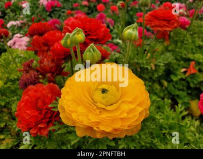 Nahaufnahme einer leuchtend gelben Butterblume Stockfoto