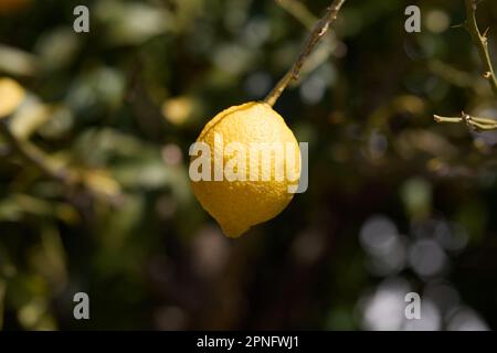 Lemon in Setouchi, Japan Stockfoto