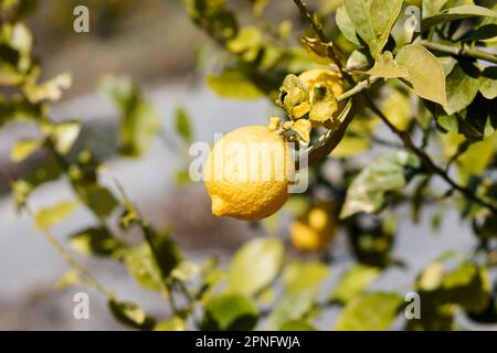 Lemon in Setouchi, Japan Stockfoto
