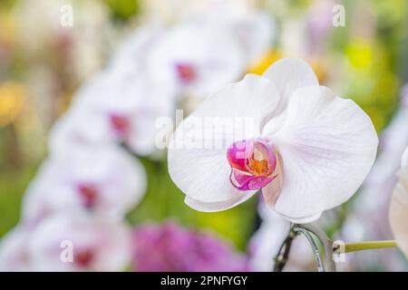 Nahaufnahme der Phalaenopsis Orchidee im Garten. Stockfoto