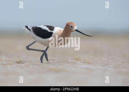 Eine amerikanische Avocet, Recurvirostra americana, waten in einem saisonalen Vernal Pool im Central Valley von Kalifornien. Stockfoto