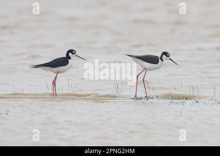 Ein Paar Schwarzhalspfähle (Himantopus mexicanus), Küstenvögel, die in einem Vernallenbecken im Central Valley von Kalifornien waten. Stockfoto