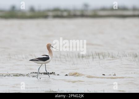 Eine amerikanische Avocet, Recurvirostra americana, waten in einem saisonalen Vernal Pool im Central Valley von Kalifornien. Stockfoto