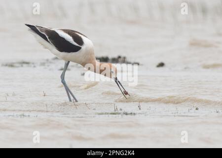 Amerikanischer Avocet (Recurvirostra americana), der im zentralen Tal Kaliforniens eine vom Aussterben bedrohte Seezungengarnele (Lepidurus packardi) isst. Stockfoto