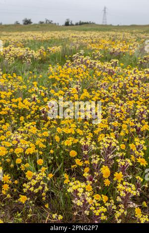 Im Central Valley von Kalifornien blühende Wildblumen aus dem vernalen Pool. Gelber johnny Tuck, Triphysaria und Fremonts Goldfelder, Lasthenia. Stockfoto