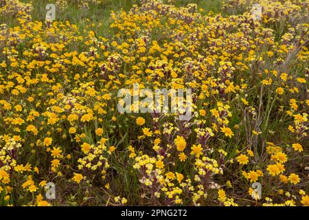 Im Central Valley von Kalifornien blühende Wildblumen aus dem vernalen Pool. Gelber johnny Tuck, Triphysaria und Fremonts Goldfelder, Lasthenia. Stockfoto