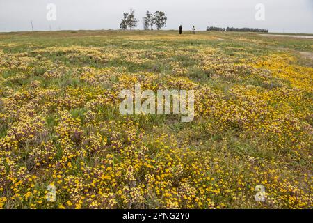 Im Central Valley von Kalifornien blühende Wildblumen aus dem vernalen Pool. Gelber johnny Tuck, Triphysaria und Fremonts Goldfelder, Lasthenia. Stockfoto