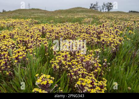 Im Central Valley von Kalifornien erblühende Wildblumen aus dem Vernal Pool. Gelbe johnny Tuck oder Butter und Eierpflanze, Triphysaria eriantha. Stockfoto