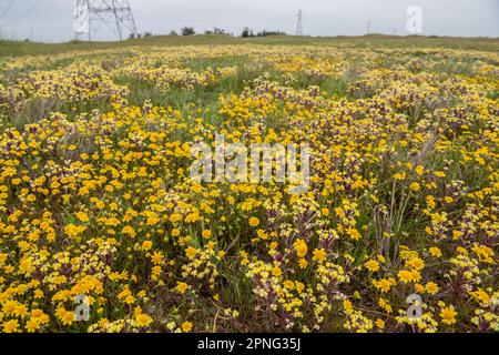 Im Central Valley von Kalifornien blühende Wildblumen aus dem vernalen Pool. Gelber johnny Tuck, Triphysaria und Fremonts Goldfelder, Lasthenia. Stockfoto