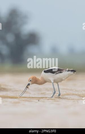 Amerikanischer Avocet (Recurvirostra americana), der im zentralen Tal Kaliforniens eine vom Aussterben bedrohte Seezungengarnele (Lepidurus packardi) isst. Stockfoto