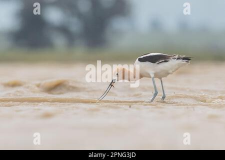 Amerikanischer Avocet (Recurvirostra americana), der im zentralen Tal Kaliforniens eine vom Aussterben bedrohte Seezungengarnele (Lepidurus packardi) isst. Stockfoto