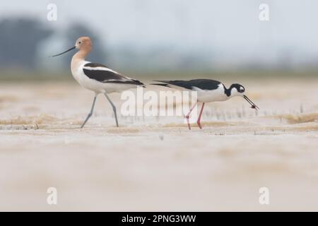 Eine amerikanische Avocet, die von einem Schwarzhalsvogel gewatscht wird, der eine vom Aussterben bedrohte Tüpfelgarnele im zentralen Tal Kaliforniens isst. Stockfoto