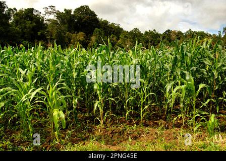 Maisfeld an einer Landstraße, die Lahendong (South Tomohon) und Kasuratan in Remboken, Minahasa, North Sulawesi, Indonesien verbindet. Stockfoto