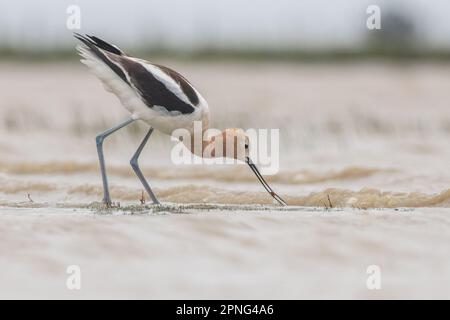 Amerikanischer Avocet (Recurvirostra americana), der im zentralen Tal Kaliforniens eine vom Aussterben bedrohte Seezungengarnele (Lepidurus packardi) isst. Stockfoto