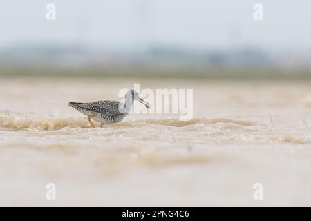 Eine große Gelbschenkel (Tringa melanoleuca), die eine vom Aussterben bedrohte Seezungengarnele (Lepidurus packardi) im Central Valley von Kalifornien isst. Stockfoto