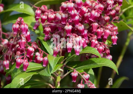 Red Pieris japonica Pieris „Passion“ kleine Glocken Sträucher Japanische Andromeda Rote Japanische Pieris Blüten Stockfoto