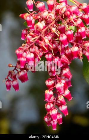 Red Pieris 'Passion', wunderschön, Pieris japonica Stockfoto