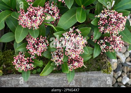 Japanische Skimmia in einem Topf, Skimmia japonica 'Rubella' Container Stockfoto