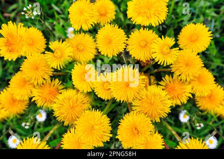 Viele Löwenzahnblumen, Blick von oben, Hintergrundbild Stockfoto